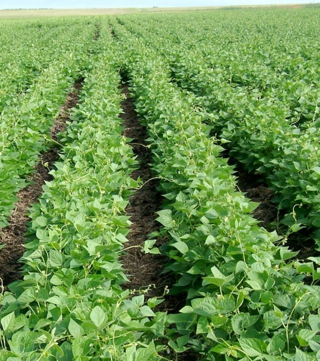 bean-farming